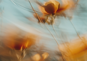 Illustration mit Blumenwiese
