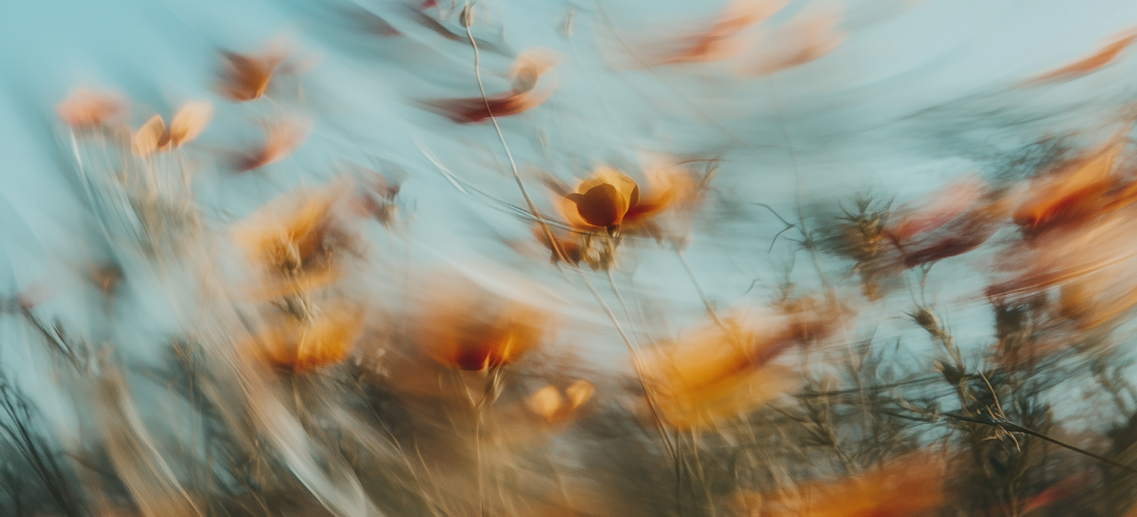 verschwommene Blumen - Illustrationsbild