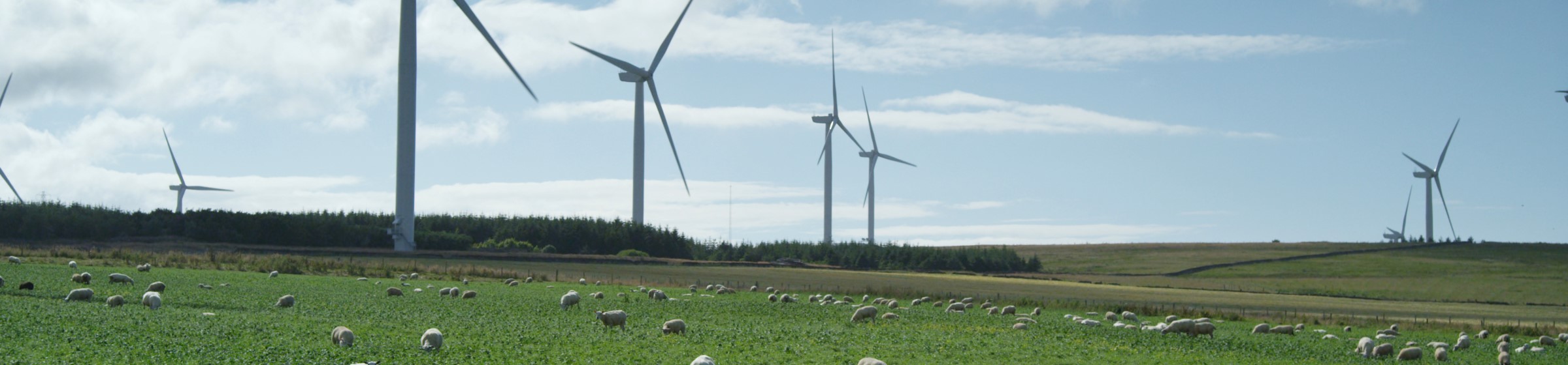 Baillie windpark - Schafe im Gras und mehrere Windräder