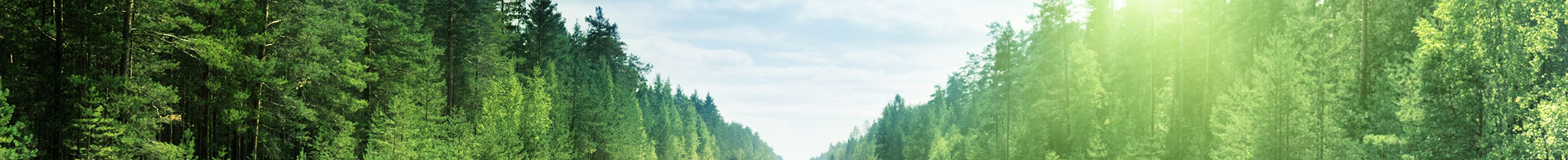 Straße in einem Wald