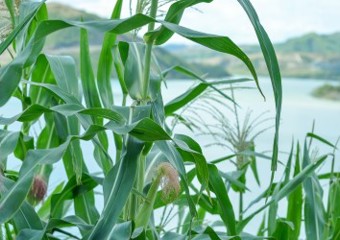 Hohes Gras vor dem See