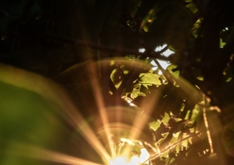 Sonne scheint durch Blatt
