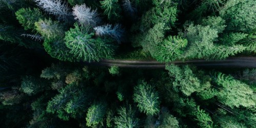 Trees and road