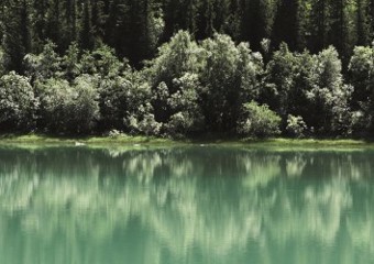 Bäume und Wasser