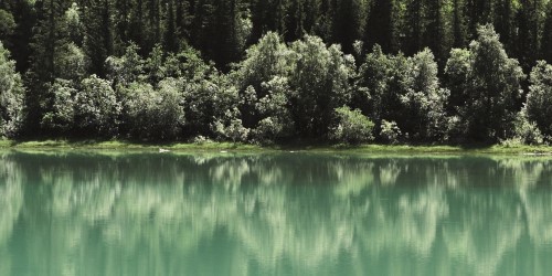 Bäume und Wasser