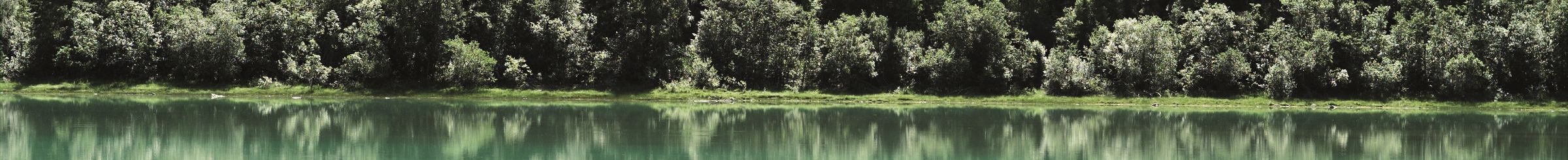 Bäume und Wasser