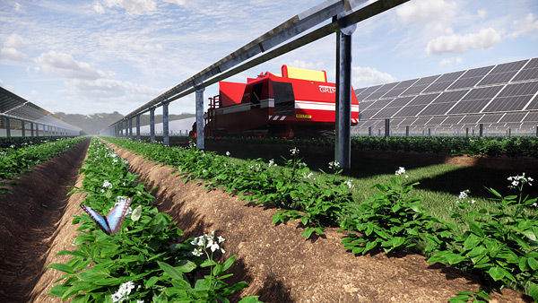 Solarpaneele und Kartoffelanbau