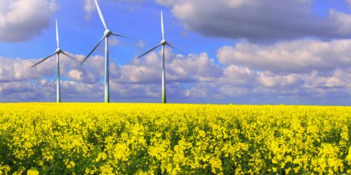Rapsfeld mit Windrädern im Hintergrund