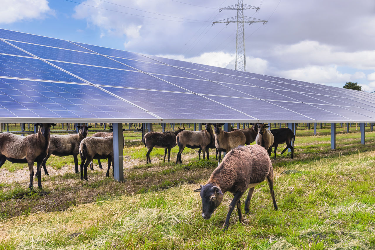 Schafe und Solaranlage