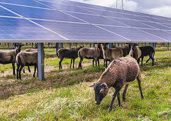 Solarpaneele und Traktor