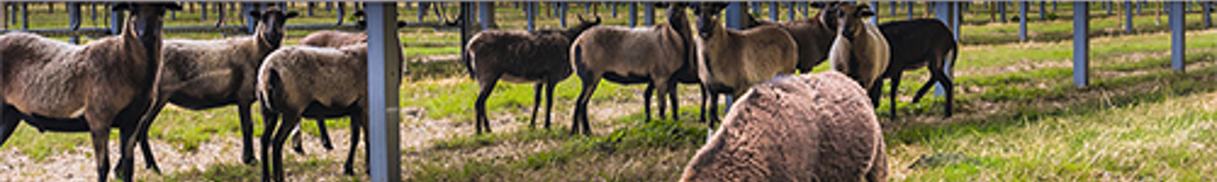 Solarpaneele und Traktor