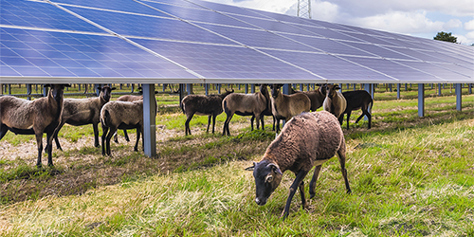 Schafe im Solarpark Dörverden
