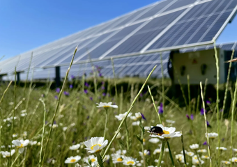 Solaranlage und Käfer