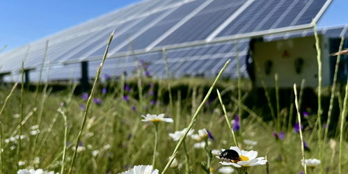 Solaranlage und Käfer