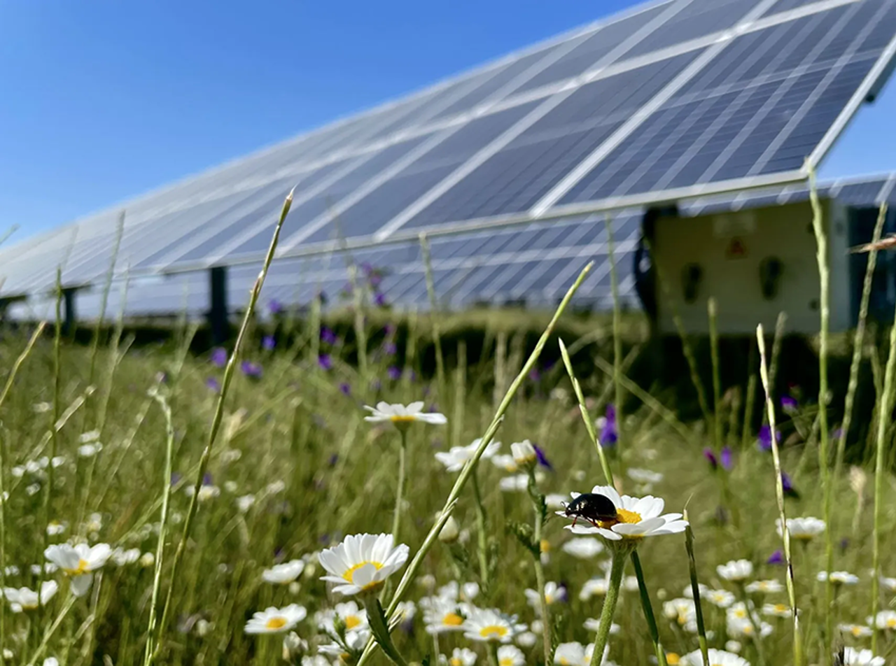 Solaranlage und Käfer