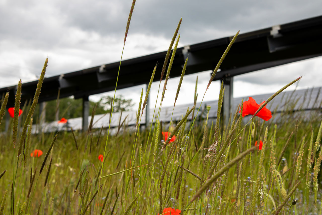 Mohnblumen auf einem Solarparkfeld