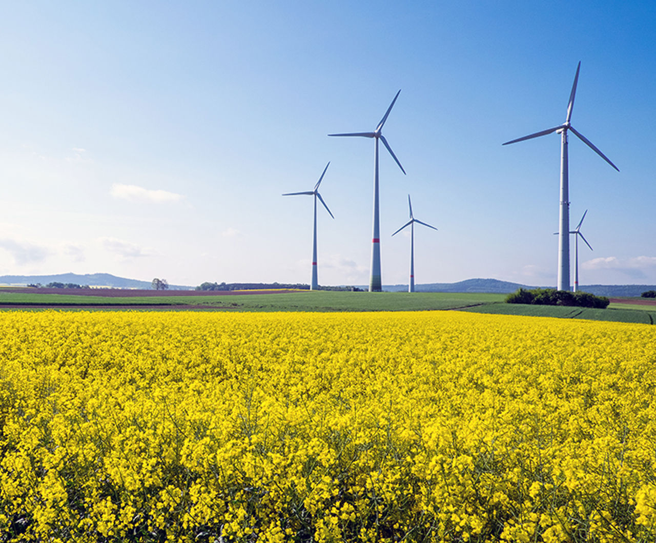 Windräder im Rapsfeld