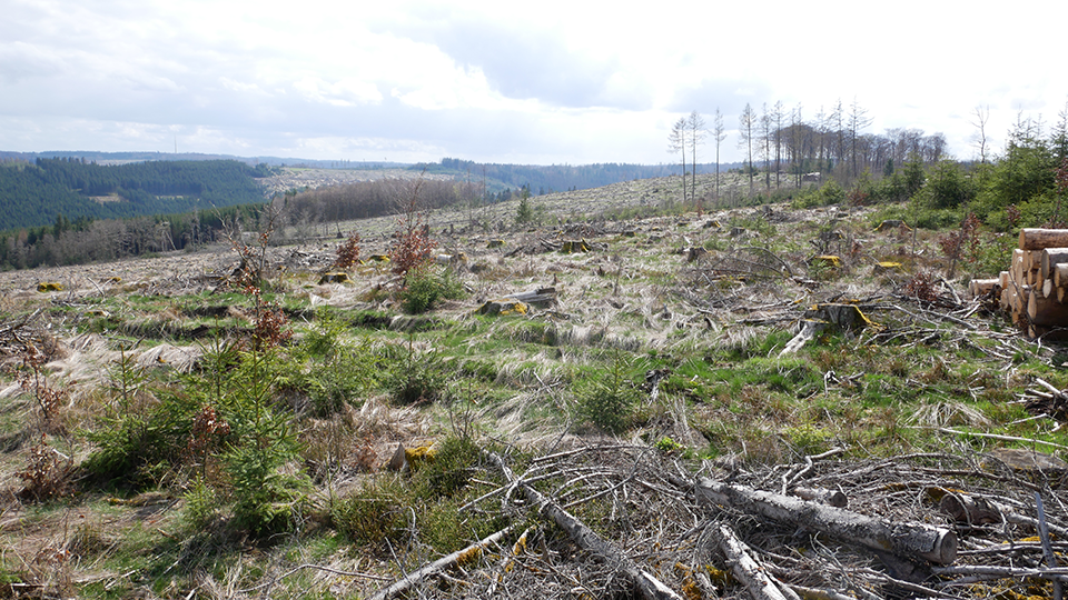 Kalamitätsflächen auf den Plangebiet des Windparks Erndtebrück
