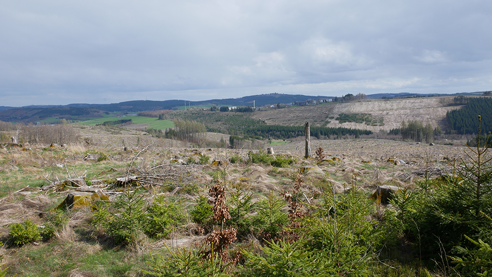 Kalamitätsflächen auf den Plangebiet des Windparks Erndtebrück