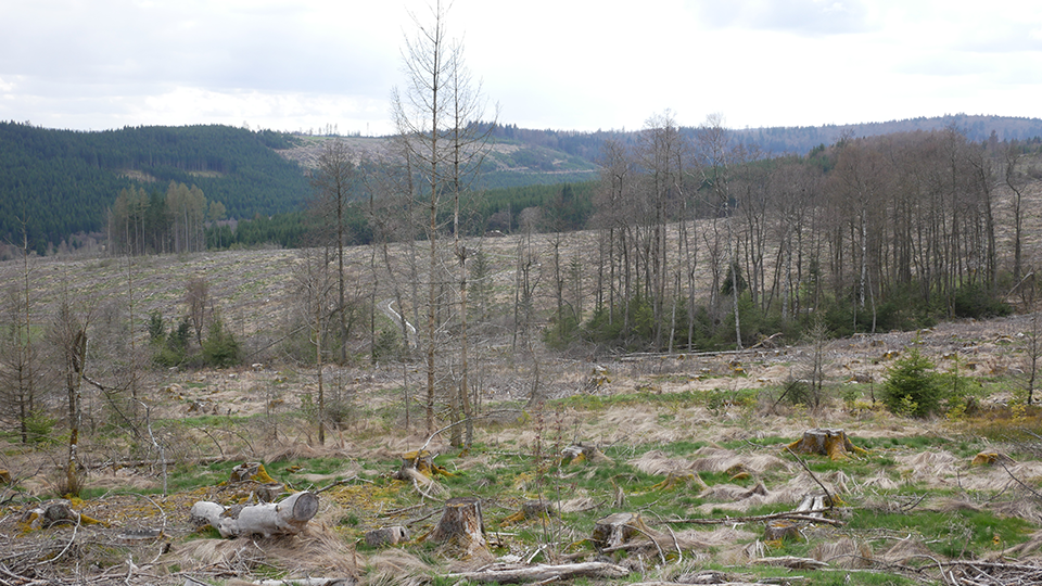 Kalamitätsflächen auf den Plangebiet des Windparks Erndtebrück