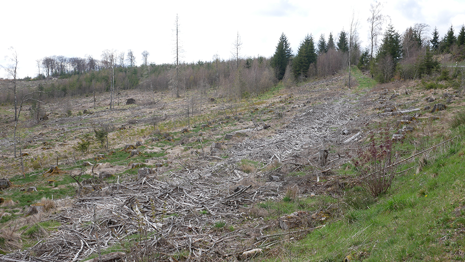 Kalamitätsflächen auf den Plangebiet des Windparks Erndtebrück