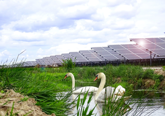 Solaranlagen und Schwane