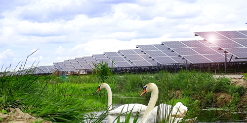 Solaranlagen und Schwane
