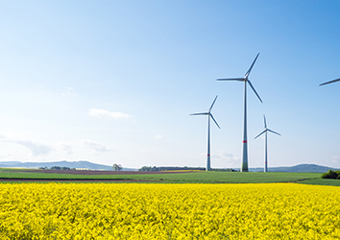 Rapsfeld mit Solaranlagen im Hintergrund