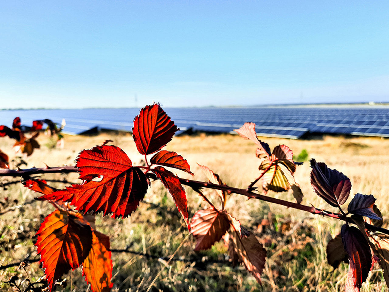 Rote Blätter vor einem Solarpark