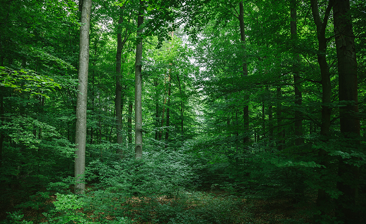 Ausschnitt deutscher Wald