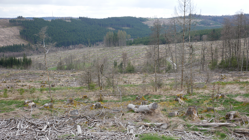 Kalamitätsfläche Erndtebrück