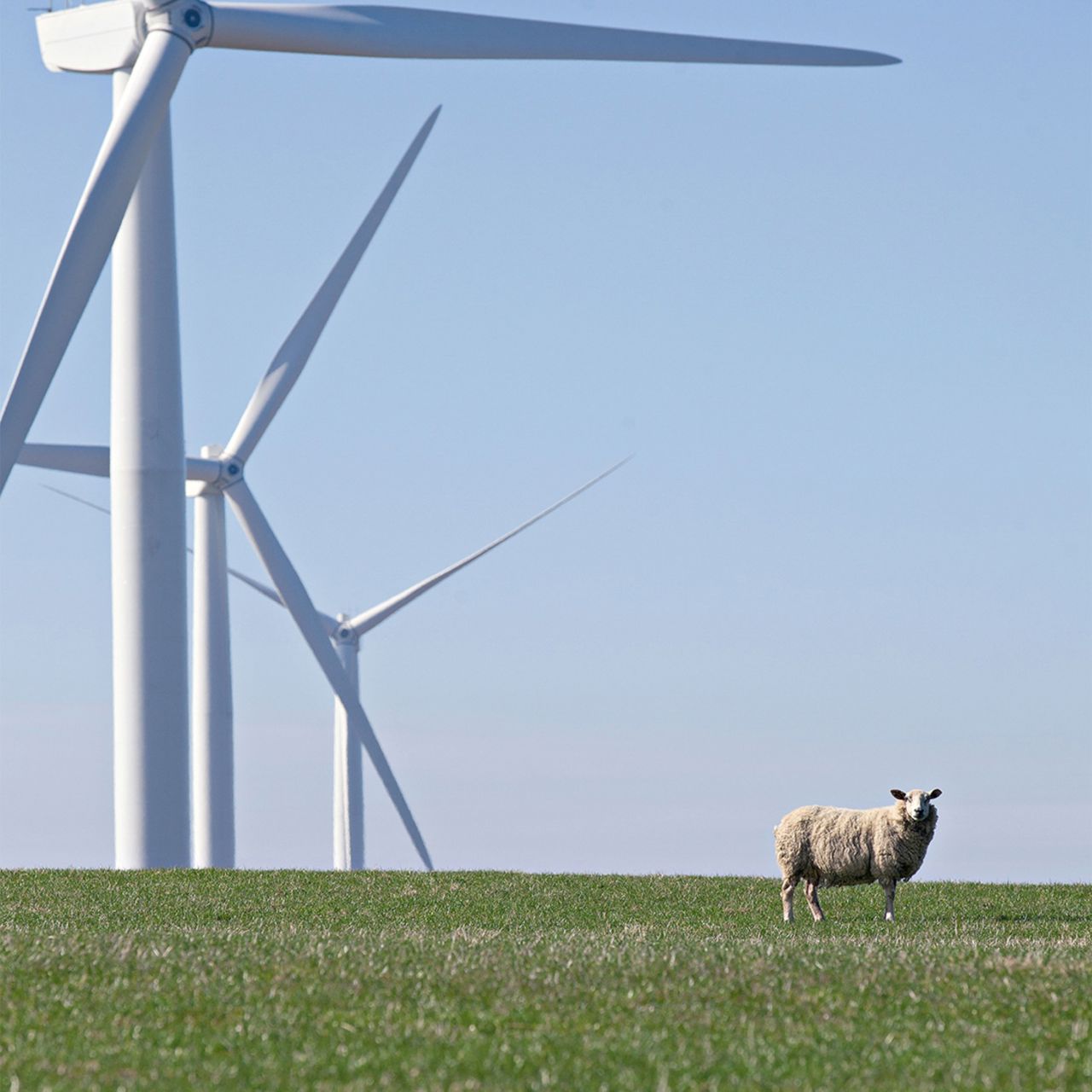 Windräder und Schaf