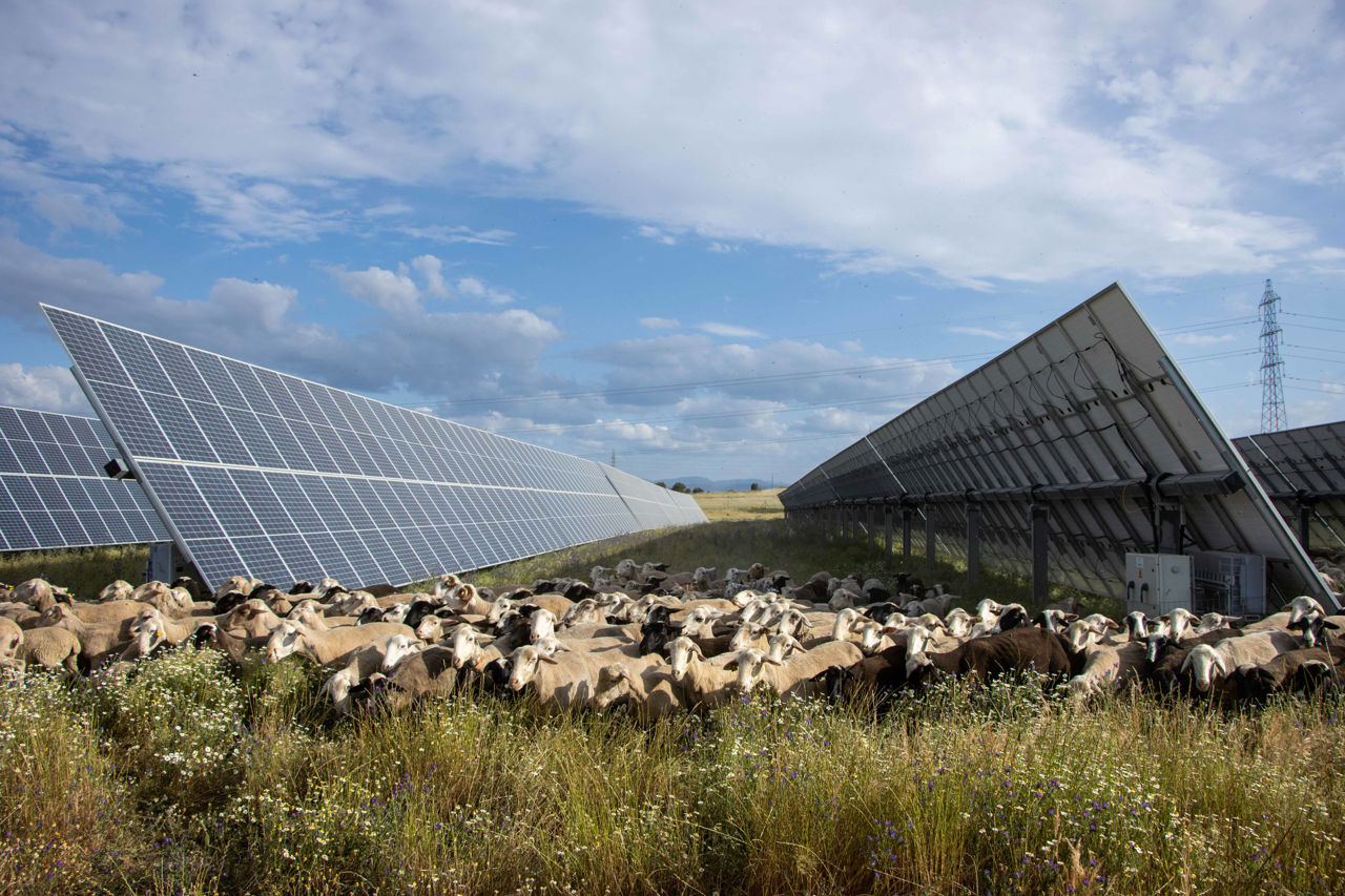 Schafheerde und Solarpaneele